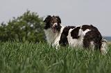 BARZOI 077
